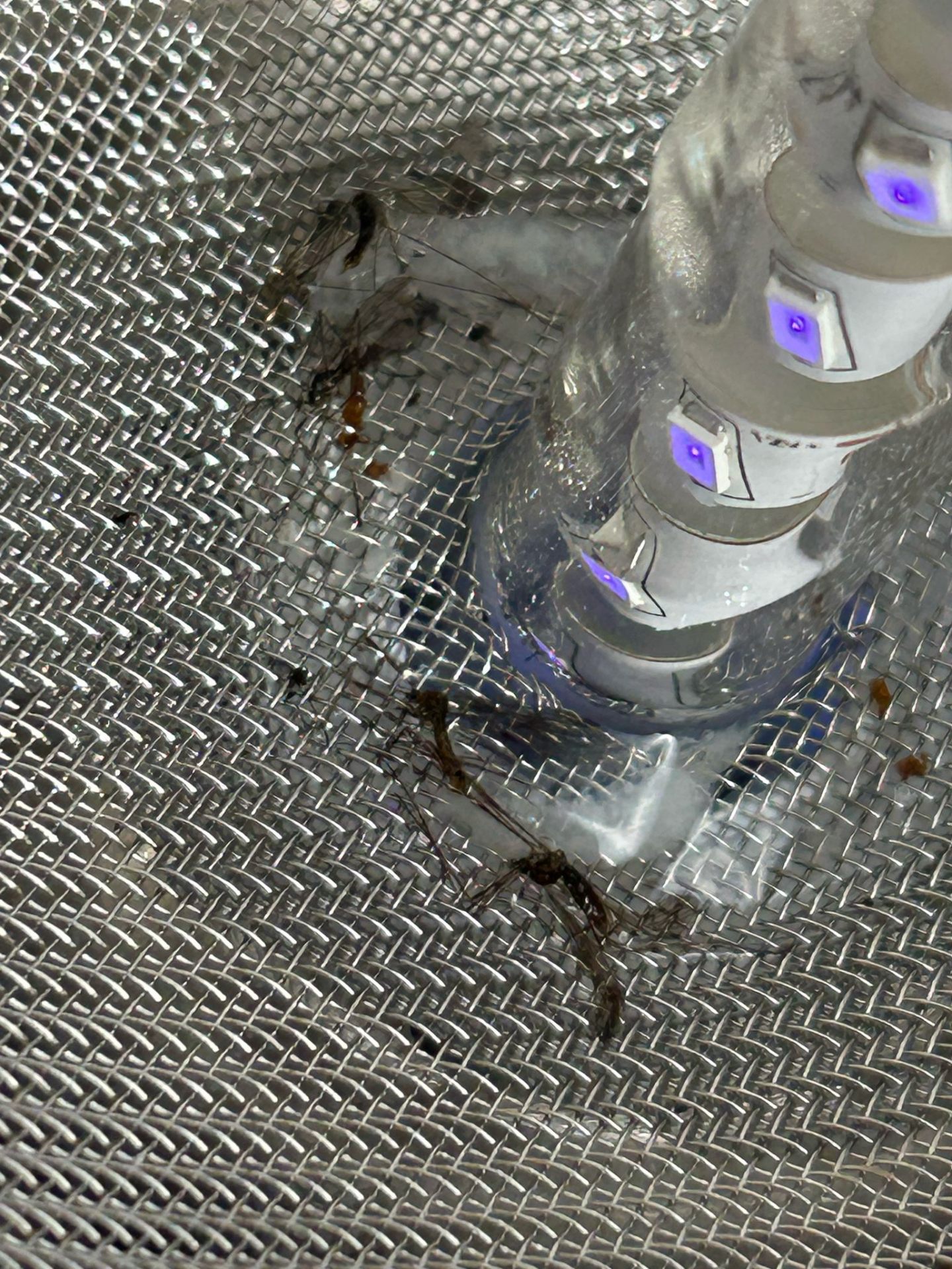 Culex mosquitoes captured on a PESTDOME device — close-up