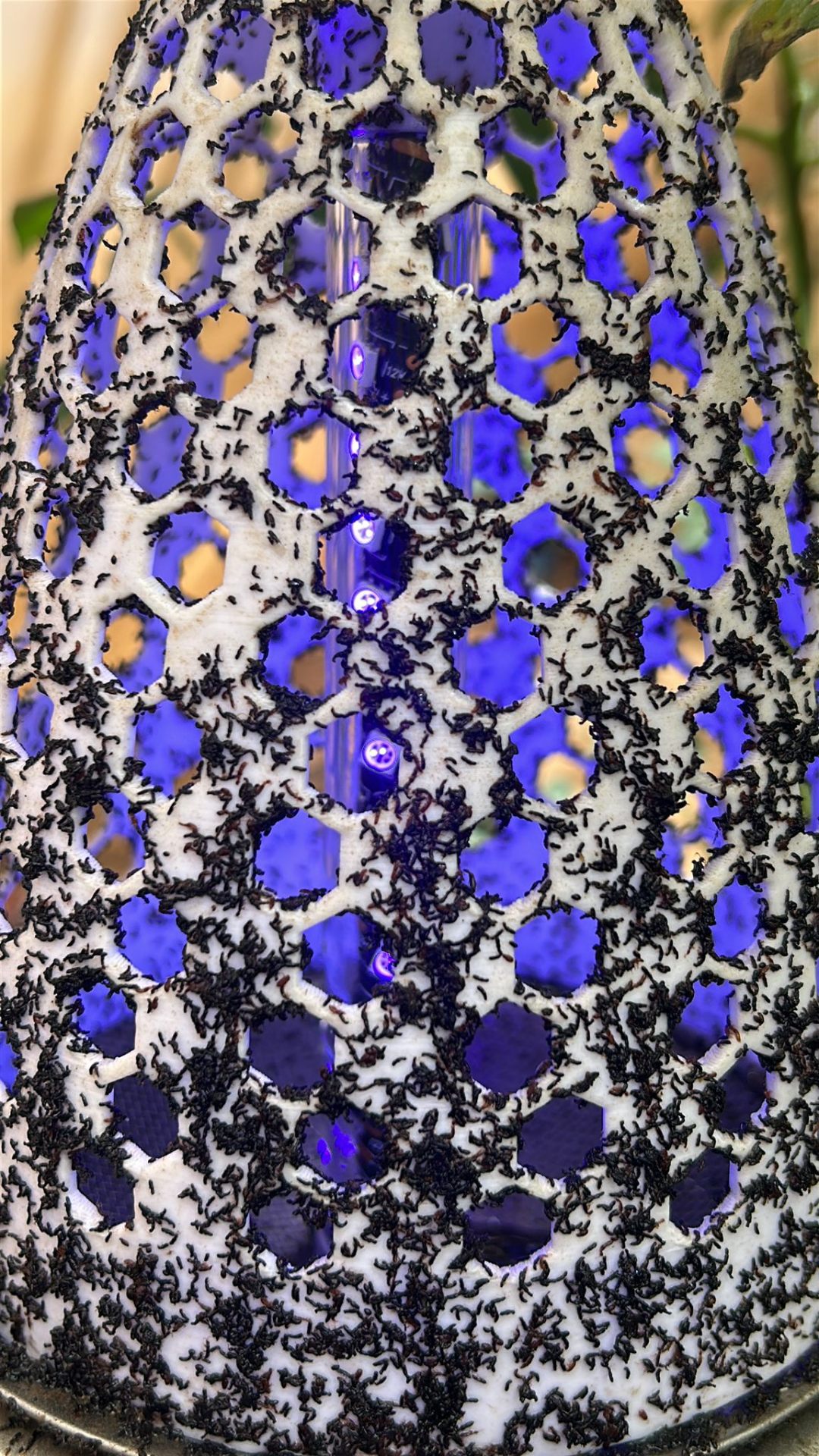 Desert termite nuptial flight on PESTDOME device
