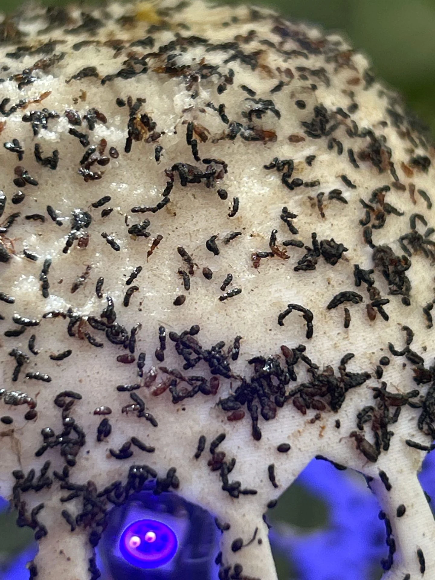 Close-up — Desert termite captured by the device